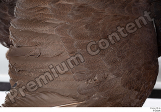 Western capercaillie back feathers 0001.jpg